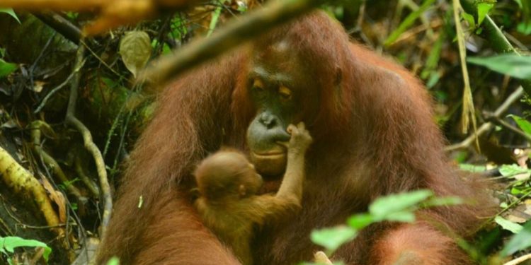 4 Bayi Orangutan Lahir di Taman Nasional Bukit Baka Bukit Raya