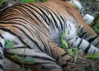 Seekor Harimau Sumatera Ditemukan Mati di Kebun Masyarakat Aceh