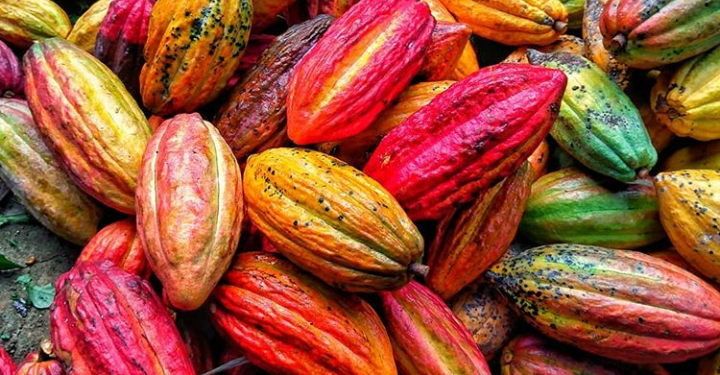 Investor Belgia Garap Kakao di Manokwari Selatan