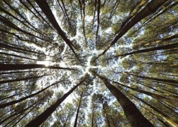 Tekan Emisi Global, Indonesia-Norwegia Percepat Implementasi Program REDD+