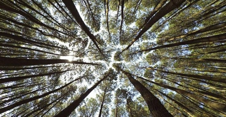 Tekan Emisi Global, Indonesia-Norwegia Percepat Implementasi Program REDD+