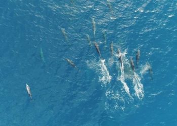 Taman Nasional Laut Sawu, Rumah Bagi Spesies Mamalia Endemik