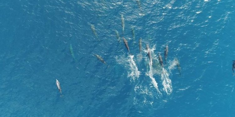 Taman Nasional Laut Sawu, Rumah Bagi Spesies Mamalia Endemik