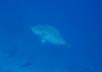 Terumbu Karang Pulau Pieh, Habitat Baru Spesies Ikan Napoleon