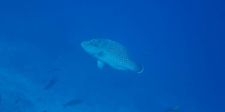 Terumbu Karang Pulau Pieh, Habitat Baru Spesies Ikan Napoleon