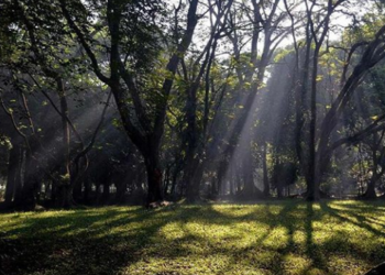 Wisata Alam Kebun Raya Bogor dan Cibodas Mulai Dibuka Kembali