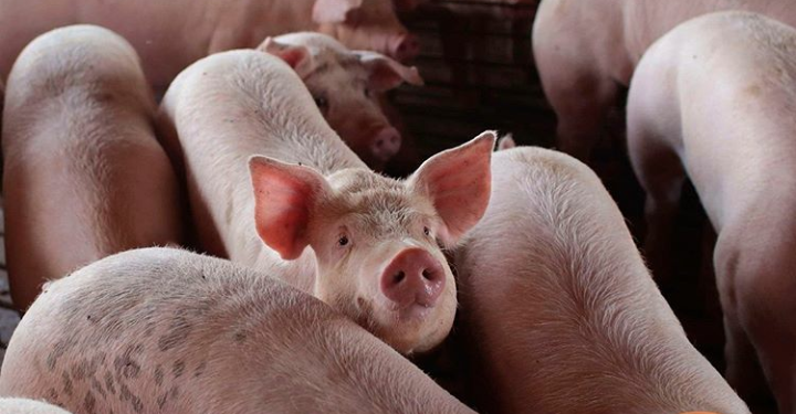 Virus Flu Babi Telah Menginfeksi Babi di Seluruh Dunia