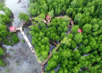KONSERVASI PESISIR INDONESIA: 200 Hektare Hutan Mangorove Direhabilitasi