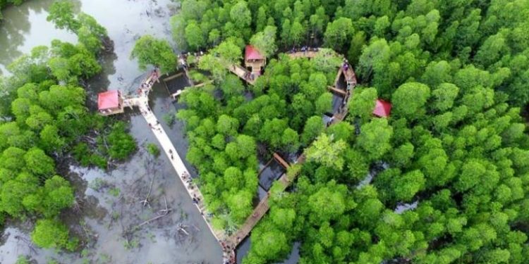 KONSERVASI PESISIR INDONESIA: 200 Hektare Hutan Mangorove Direhabilitasi