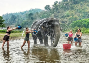 Ribuan Gajah di Asia Alami ‘Penyiksaan’ Demi Memuaskan Wisatawan