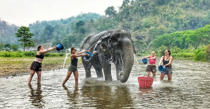 Ribuan Gajah di Asia Alami ‘Penyiksaan’ Demi Memuaskan Wisatawan