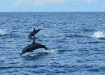 KONSERVASI LAUT: Pulau Pieh, Habitat Baru Perlindungan Paus dan Lumba-lumba di Indonesia