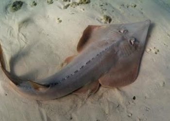 KONSERVASI BIOTA LAUT: Spesies Ikan Pari di Indonesia Diambang Kepunahan