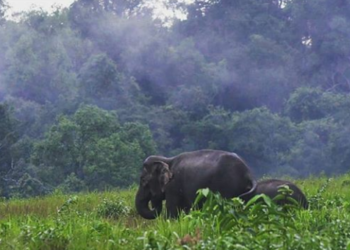 Turis Buang Sampah di Taman Nasional Thailand, Sampahnya Dirimkan ke Rumah