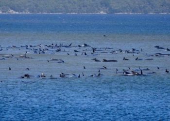 Ratusan Paus Pilot Terdampar di Pulau Tasmania Australia, 25 Ekor Mati