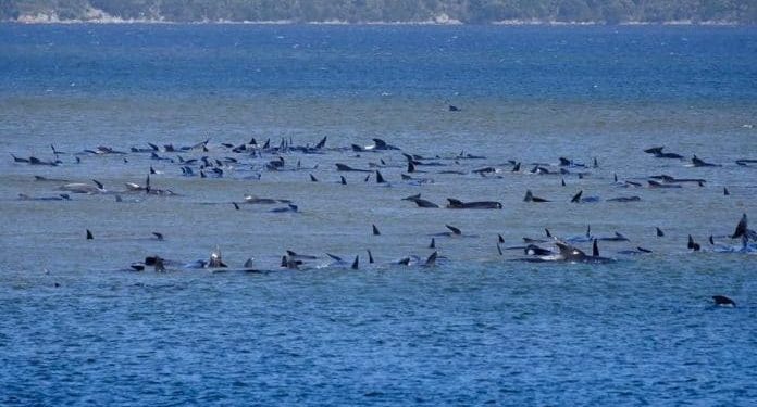 Ratusan Paus Pilot Terdampar di Pulau Tasmania Australia, 25 Ekor Mati