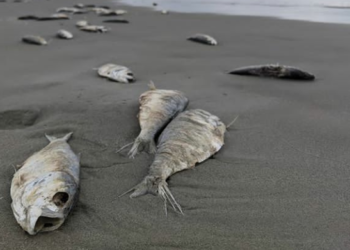 Dampak Global Warming Picu Kematian Massal Ikan dan Terumbu Karang di Laut