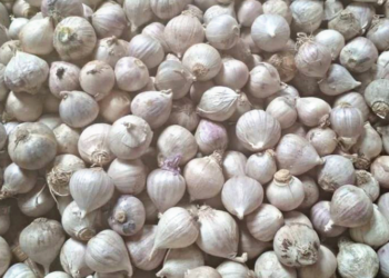 Batang Kapalkan 25 Ton Bawang Putih ke Taiwan