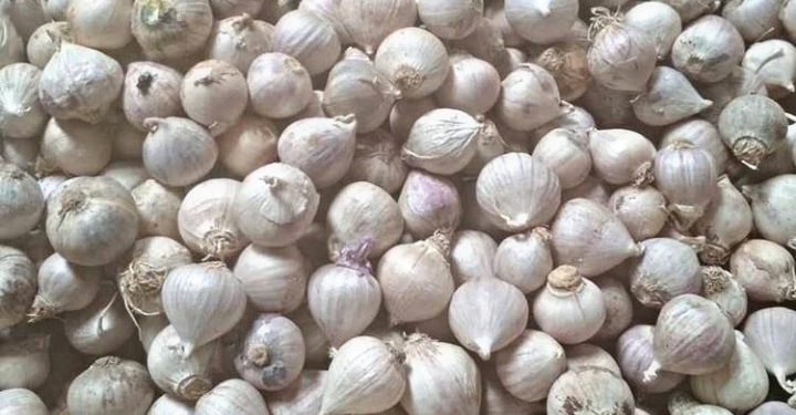 Batang Kapalkan 25 Ton Bawang Putih ke Taiwan 1 Batang Kapalkan 25 Ton Bawang Putih ke Taiwan