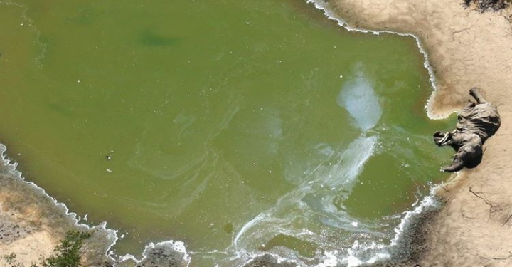 Kematian Ratusan Satwa Gajah di Botswana Masih Misterius