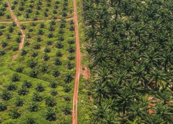AS Boikot CPO Malaysia, FGV Holdings Layangkan Protes