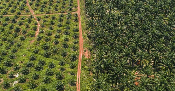 AS Boikot CPO Malaysia, FGV Holdings Layangkan Protes