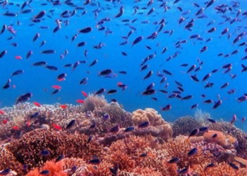 Perubahan Iklim Ancam Kelestarian Biodiversitas Laut Indonesia