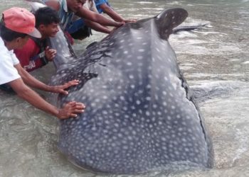 Warga Selamatkan Hiu Paus Terdampar di Rote Ndao