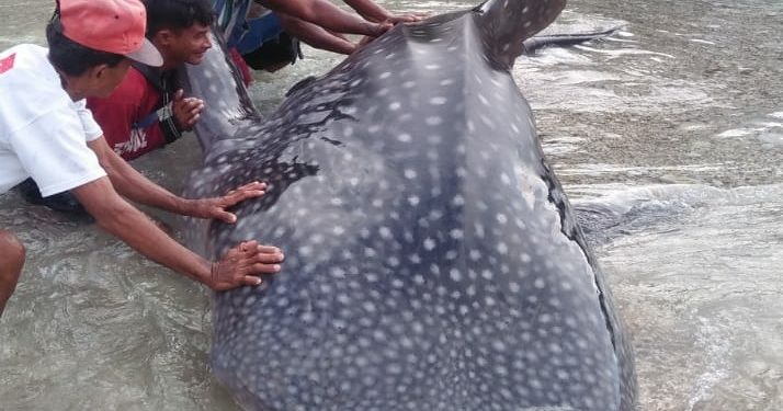 Warga Selamatkan Hiu Paus Terdampar di Rote Ndao