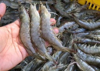 JPFA Group Kolaborasi Perusahaan Belanda Dirikan Pusat Pembiakan Udang di Indonesia