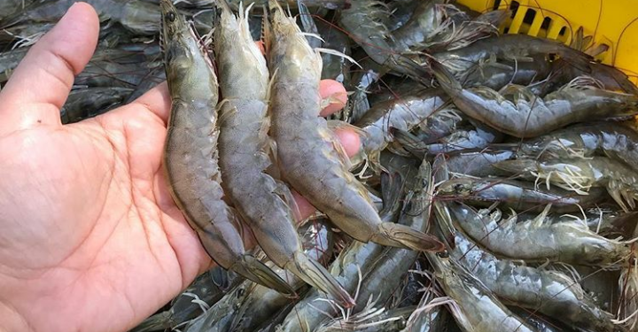 JPFA Group Kolaborasi Perusahaan Belanda Dirikan Pusat Pembiakan Udang di Indonesia
