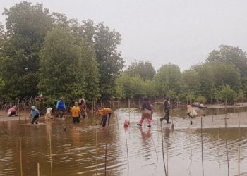 Indonesia Kehilangan 54 Persen Hutan Mangrove