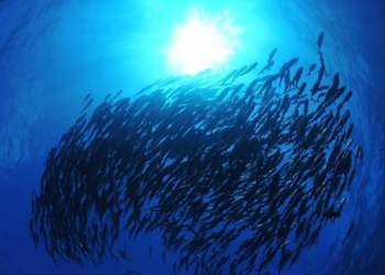 Pemanasan Global Picu Kenaikan Suhu di Laut Dalam