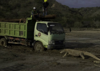 Proyek Geopark Ancam Habitat Spesies Komodo di Pulau Rinca