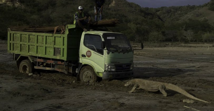 Proyek Geopark Ancam Habitat Spesies Komodo di Pulau Rinca