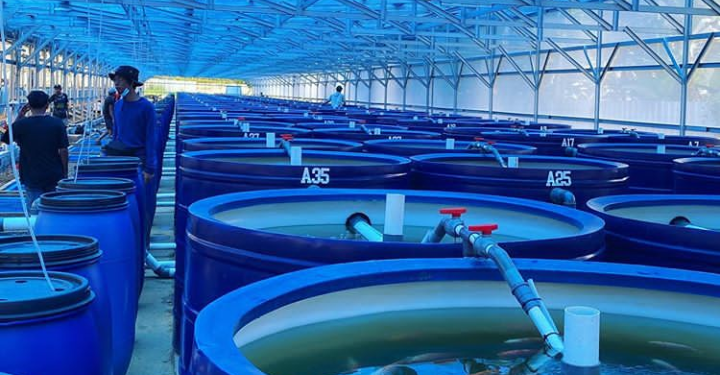 Elon Farm Indonesia Kembangkan Pertanian Modern Berbasis Air Laut