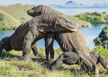 Lindungi Komodo, Pulau Rinca Ditutup dari Kunjungan Wisatawan