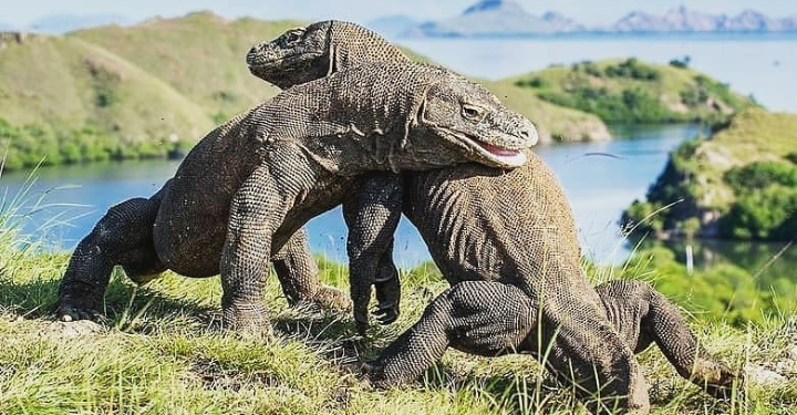 Lindungi Komodo, Pulau Rinca Ditutup dari Kunjungan Wisatawan