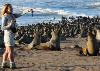 Terpapar Polutan, Ribuan Spesies Anjing Laut Mati di Namibia