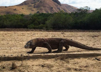Habitat Komodo Diinvasi, Presiden Jokowi Didesak Hentikan Proyek ‘Jurassic Park’