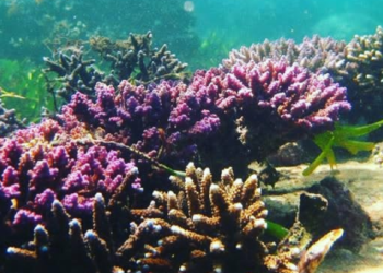 Corong Dunia, Indonesia Mulai Benahi Bawah Laut Bali