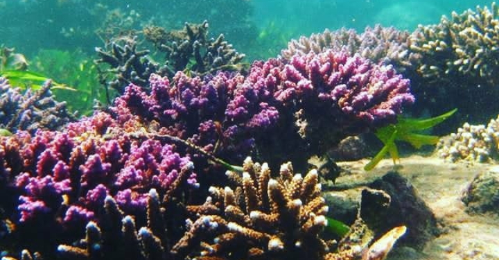 Corong Dunia, Indonesia Mulai Benahi Bawah Laut Bali