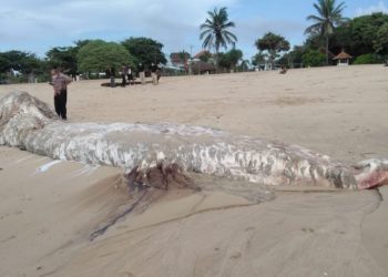 Paus Sperma Mati Terdampar di Perairan Selatan Bali
