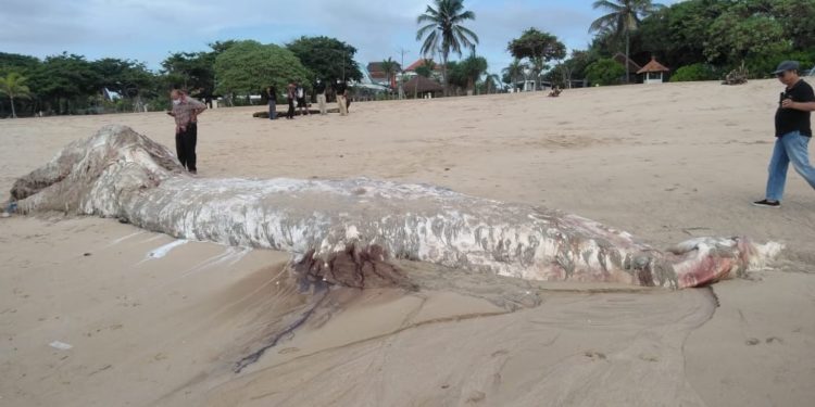Paus Sperma Mati Terdampar di Perairan Selatan Bali