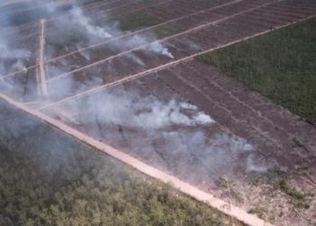 Hutan Papua, Benteng Hutan Hujan Terakhir di Asia Dibakar untuk Lahan Sawit