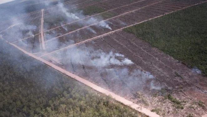 Hutan Papua, Benteng Hutan Hujan Terakhir di Asia Dibakar untuk Lahan Sawit