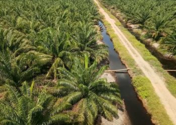 Potensi Dampak Finansial dari Risiko Terkait Hutan di Indonesia Capai USD10 Miliar
