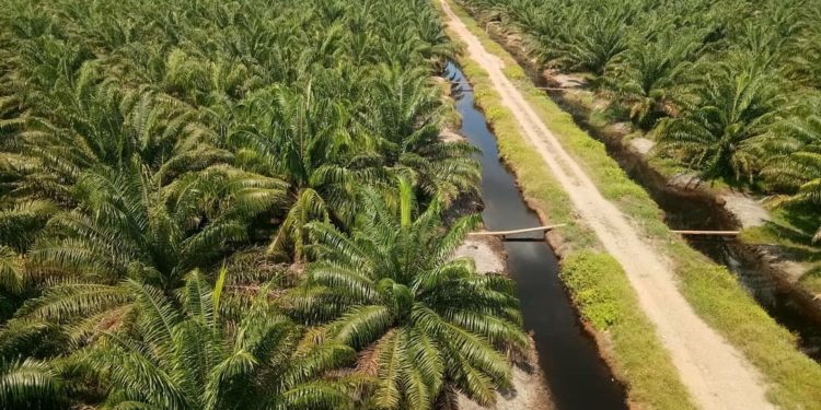 Potensi Dampak Finansial dari Risiko Terkait Hutan di Indonesia Capai USD10 Miliar