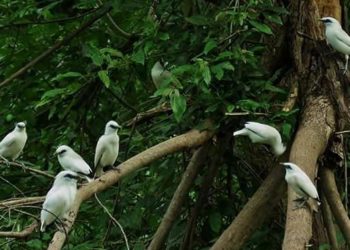 Ukur Konservasi, KOBI Gagas Indeks Biodiversitas Indonesia