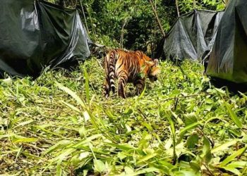 KONSERVASI SATWA: 2 Harimau Sumatera Dilepas Kembali di Alam Liar
